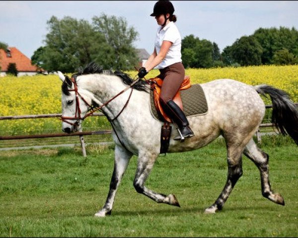 dressage horse Fee (Westphalian, 2000, from Ferando)