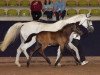 broodmare Karline III (Trakehner, 1999, from Lehndorff's)