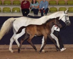 horse Karline III (Trakehner, 1999, from Lehndorff's)