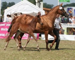 broodmare Bunte (Trakehner, 1999, from Maizauber)