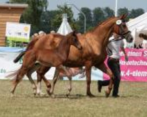 jumper Belmondo (Trakehner, 2013, from Imhotep)