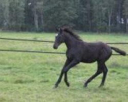 Springpferd Encantador (Trakehner, 2013, von Imhotep)