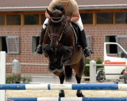 jumper Rebellino 2 (Hanoverian, 2001, from Rabino)