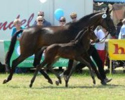 broodmare In Flamme (Trakehner, 2005, from Likoto xx)