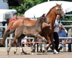 broodmare Parade Go (Trakehner, 1998, from Maizauber)