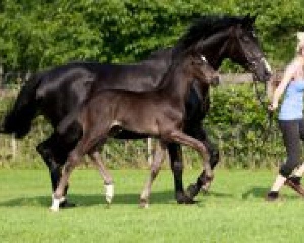 Zuchtstute Polarlady II (Trakehner, 2004, von Michelangelo)