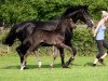 broodmare Polarlady II (Trakehner, 2004, from Michelangelo)