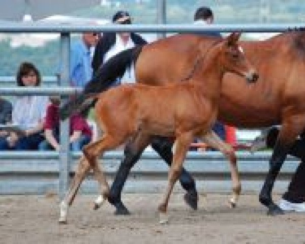 dressage horse Minzspiel (Trakehner, 2013, from Imhotep)