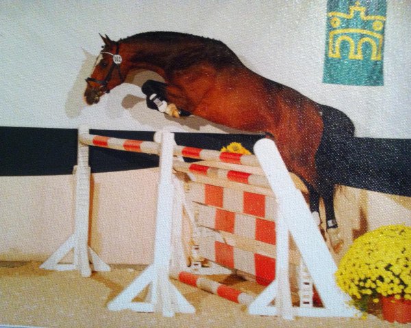 stallion C Back To Germany (Royal Warmblood Studbook of the Netherlands (KWPN), 2008, from Caspar (Berlin))