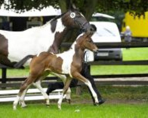 broodmare Etoscha (Trakehner, 2000, from Elvis)