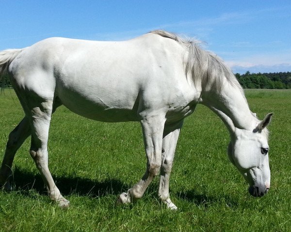 broodmare Abigail 66 (Hanoverian, 2003, from All in One)