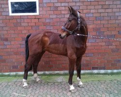 jumper Lianosch (German Sport Horse, 2009, from Levistano)