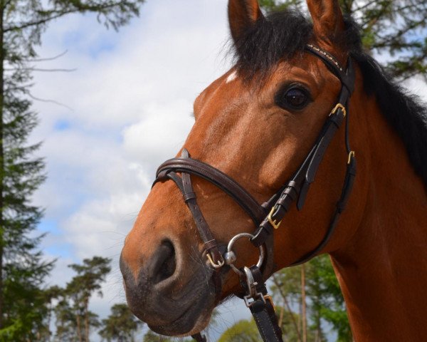 Springpferd Zuutjes (KWPN (Niederländisches Warmblut), 2004, von Ronaldo)