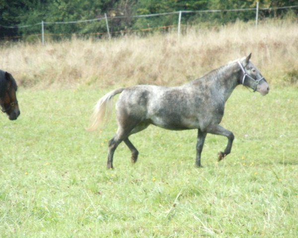 Zuchtstute Felisha Fay (Knabstrupper, 2004, von Upal von Norholm)