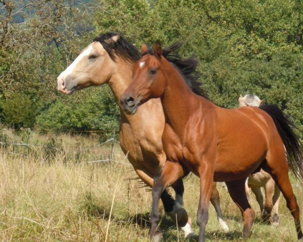 horse Ghalidah ox (Arabian, 1996, from Dabrock El Faheem EAO)