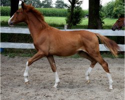 Springpferd Lorena von Zuckerpuppe (Deutsches Reitpferd, 2012, von Stakano)