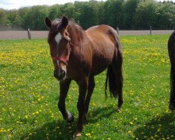 broodmare Genefra (Hanoverian, 1995, from Grand Cru)