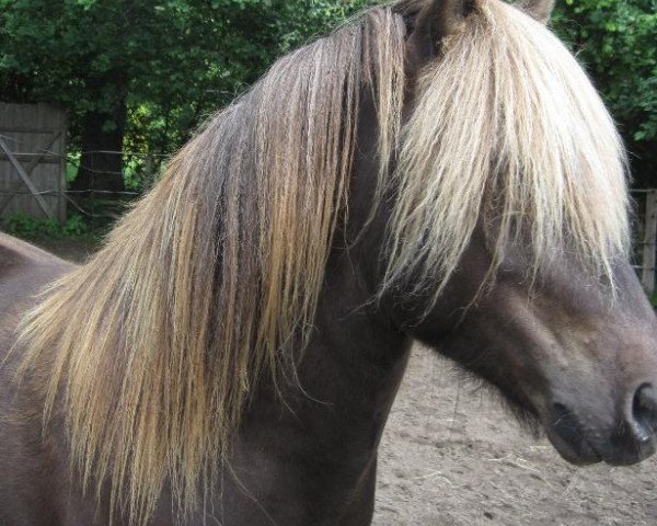 horse Reynir fra Hvammi 2 (Iceland Horse, 2008, from Blaskeggur fra Hrafnkelsstödum 1)