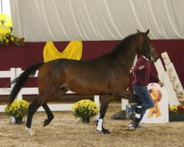 stallion Luis Figo (Bavarian, 2011, from L'espoir)