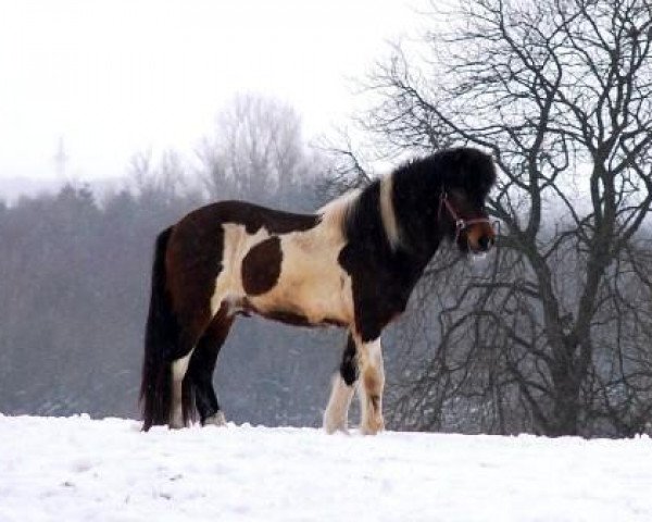 stallion Saelingur vom Grönholm (Iceland Horse, 2008, from Silas vom Heesberg)