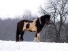 stallion Saelingur vom Grönholm (Iceland Horse, 2008, from Silas vom Heesberg)