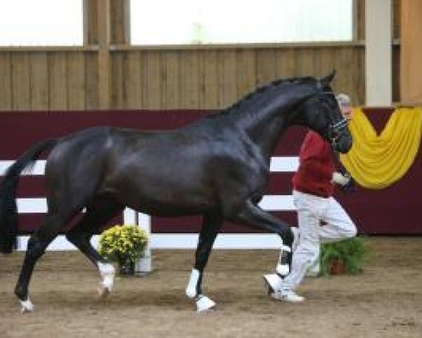 dressage horse Julio Allegro (Bavarian, 2011, from Glock's Johnson Tn)