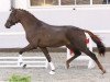 stallion Jonathan S (German Sport Horse, 2011, from Glock's Johnson Tn)