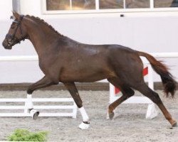 stallion Jonathan S (German Sport Horse, 2011, from Glock's Johnson Tn)