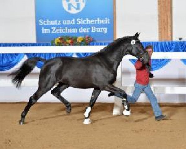 dressage horse Hang Over 2 (Bavarian, 2011, from Hot Spirit)