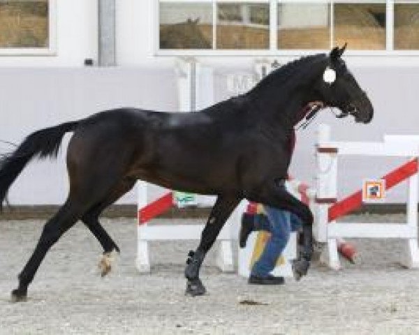 dressage horse Hengst von Hochmeister (German Sport Horse, 2011, from Hochmeister)