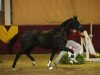 dressage horse Fabelhaft 33 (Oldenburg, 2011, from Fürstenball)