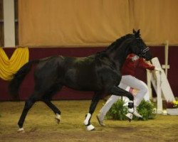 dressage horse Fabelhaft 33 (Oldenburg, 2011, from Fürstenball)