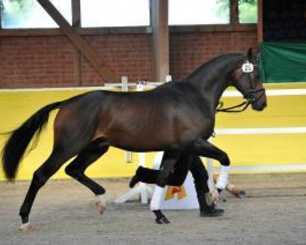 dressage horse DSP Farell (German Sport Horse, 2011, from Fürst Wettin)