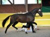 dressage horse DSP Farell (German Sport Horse, 2011, from Fürst Wettin)