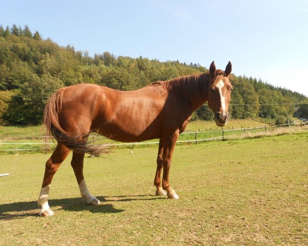 dressage horse Orchid's Sonia (Nederlands Rijpaarden en Pony, 1997, from Milton)