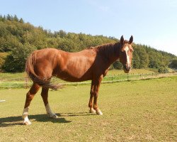 Pferd Orchid's Sonia (Nederlands Rijpaarden en Pony, 1997, von Milton)