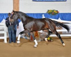 dressage horse Fabelhaft 50 (Bavarian, 2011, from Flanagan)