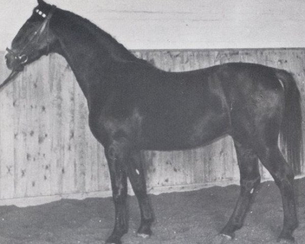 stallion Lohfeuer (Holsteiner, 1960, from Lohengrin)