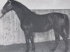stallion Lohfeuer (Holsteiner, 1960, from Lohengrin)