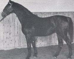 Deckhengst Lohfeuer (Holsteiner, 1960, von Lohengrin)