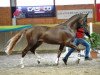 dressage horse Fioranus (Hanoverian, 2011, from Fiorano)