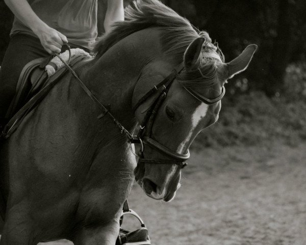 dressage horse Reina Bonita (Bavarian, 2005, from Royal Ascot)