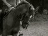 dressage horse Reina Bonita (Bavarian, 2005, from Royal Ascot)