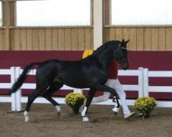 dressage horse Fridericus 16 (Württemberger, 2011, from Fidertanz)