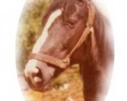 broodmare Urbine (Holsteiner, 1960, from Mandarin)