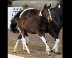 Springpferd Sabella (Pinto/Hunter, 2021, von Strahlemann)