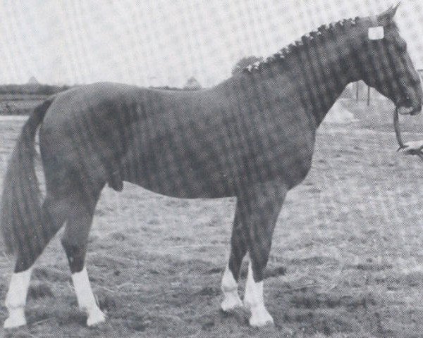 stallion Logger (Holsteiner, 1940, from Loretto)