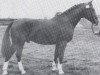 stallion Logger (Holsteiner, 1940, from Loretto)
