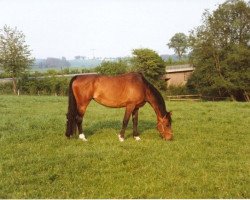 broodmare Romena (Holsteiner, 1979, from Landmeister)