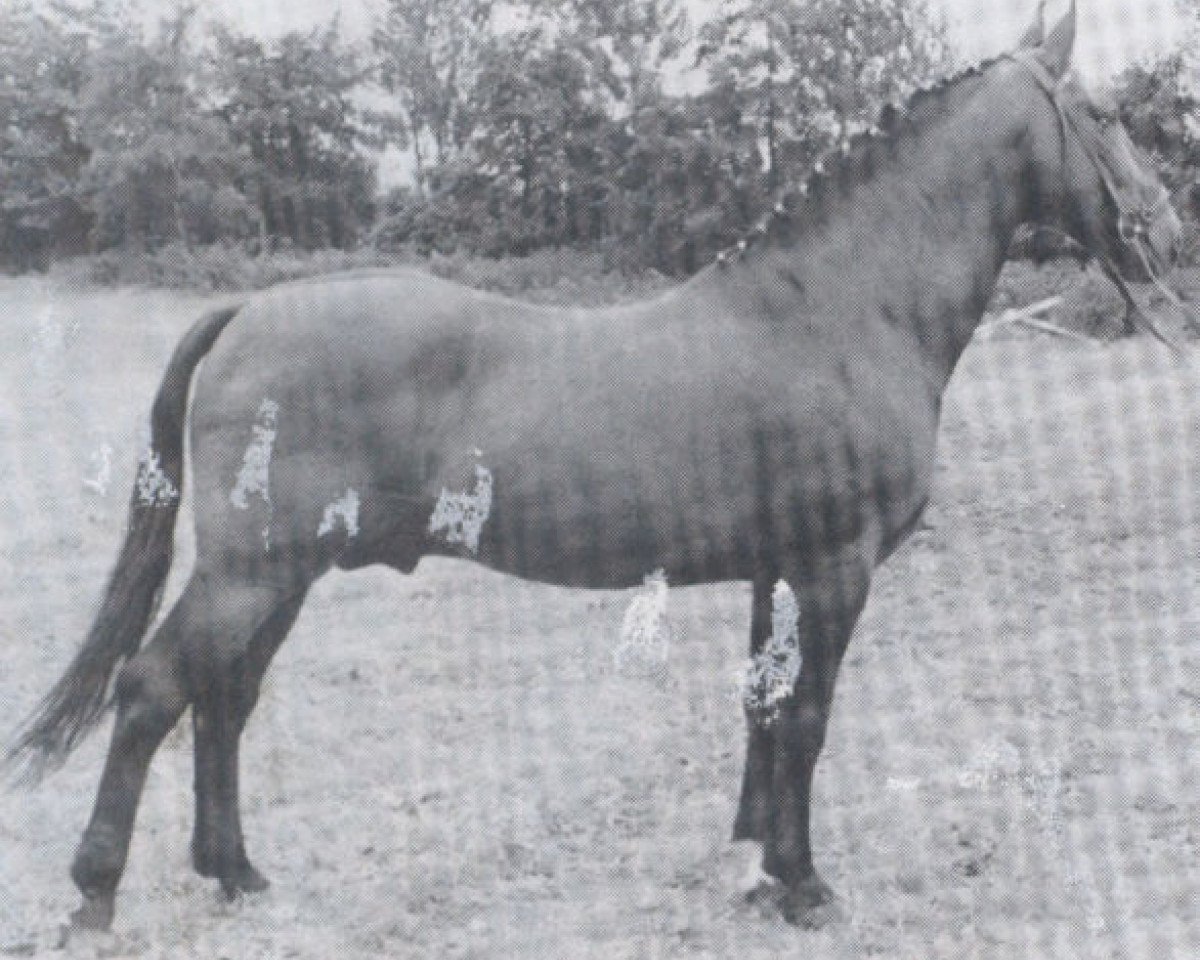 Deckhengst Ganeff (Holsteiner, 1947, von Lopshorn)